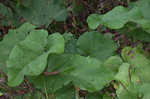 Lesser burdock